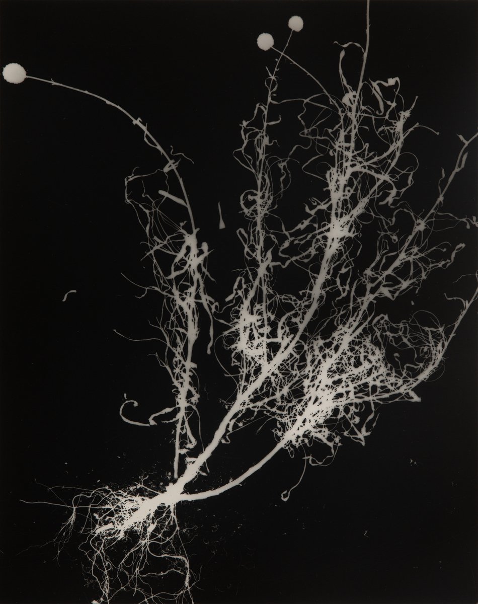 DIANNA WELLS | Billy Buttons