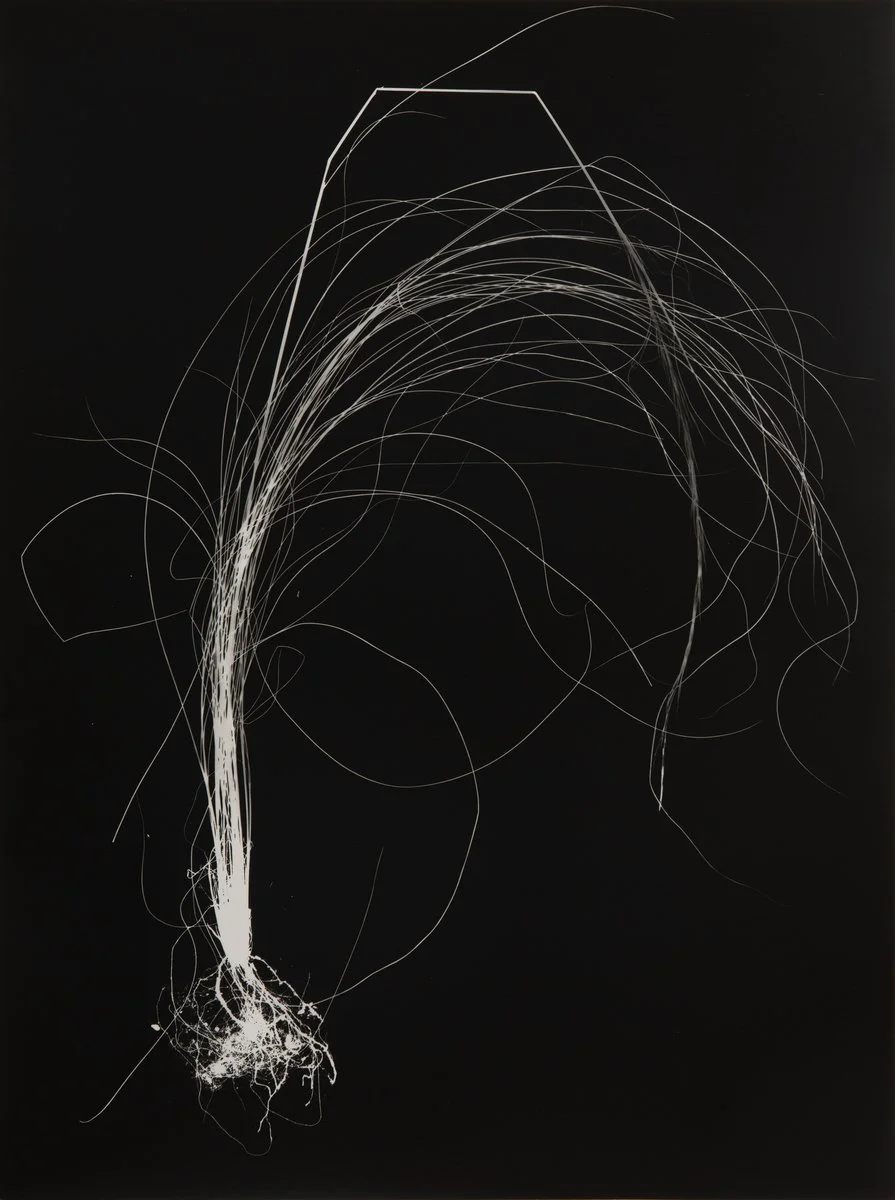 DIANNA WELLS | Spear Grass