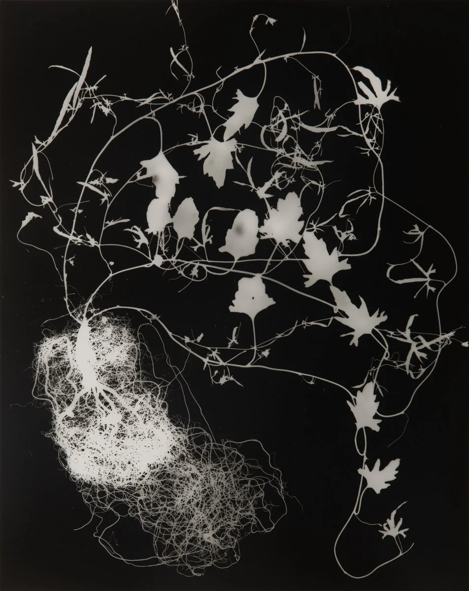 DIANNA WELLS | Blushing Bindweed