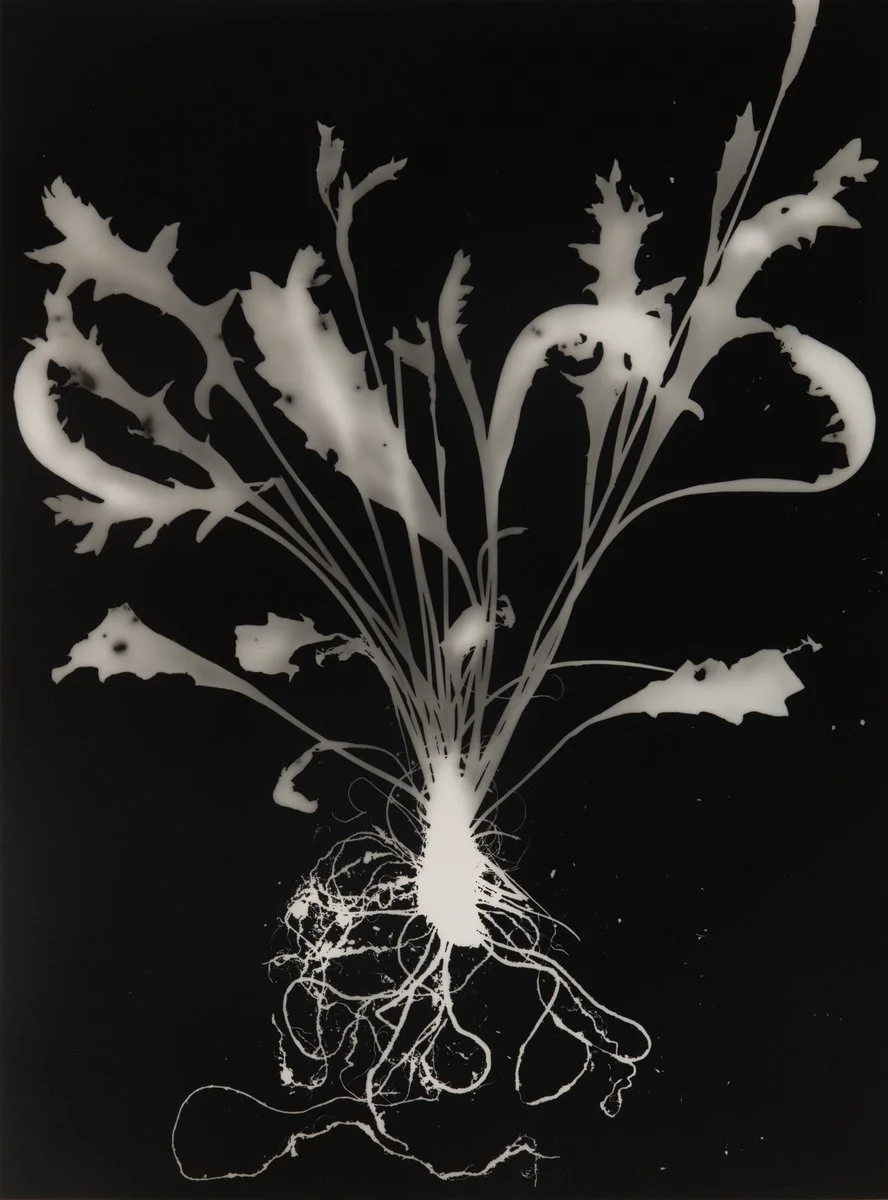 DIANNA WELLS | Rough Burr-daisy