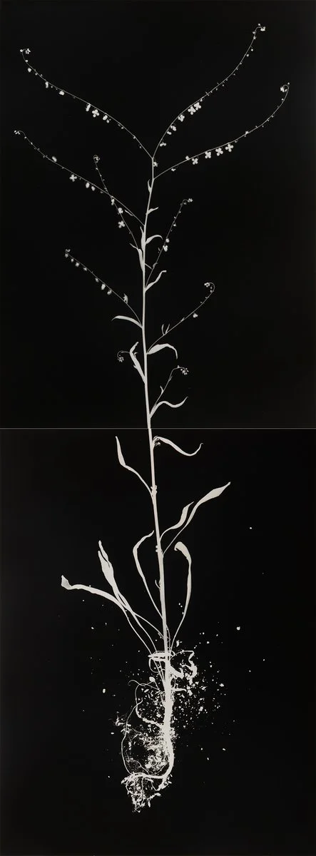 DIANNA WELLS | Spur Velleia