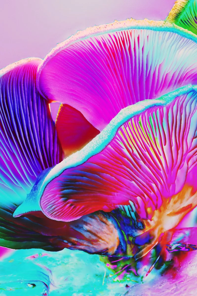 Liam Folie Pleurotus Djamor #3.jpg