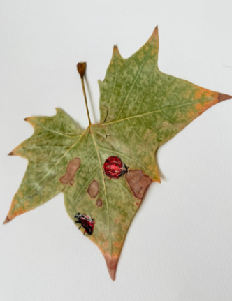 Ruby-Ngoc Nguyen ladybugs.png