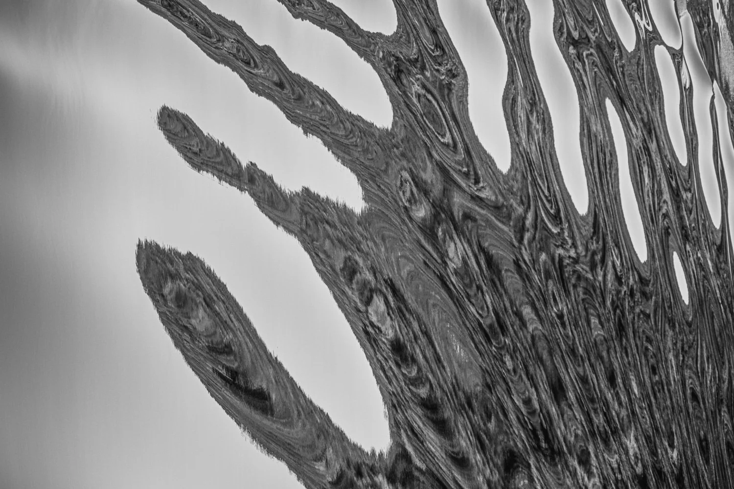 Diane Morgan | Search