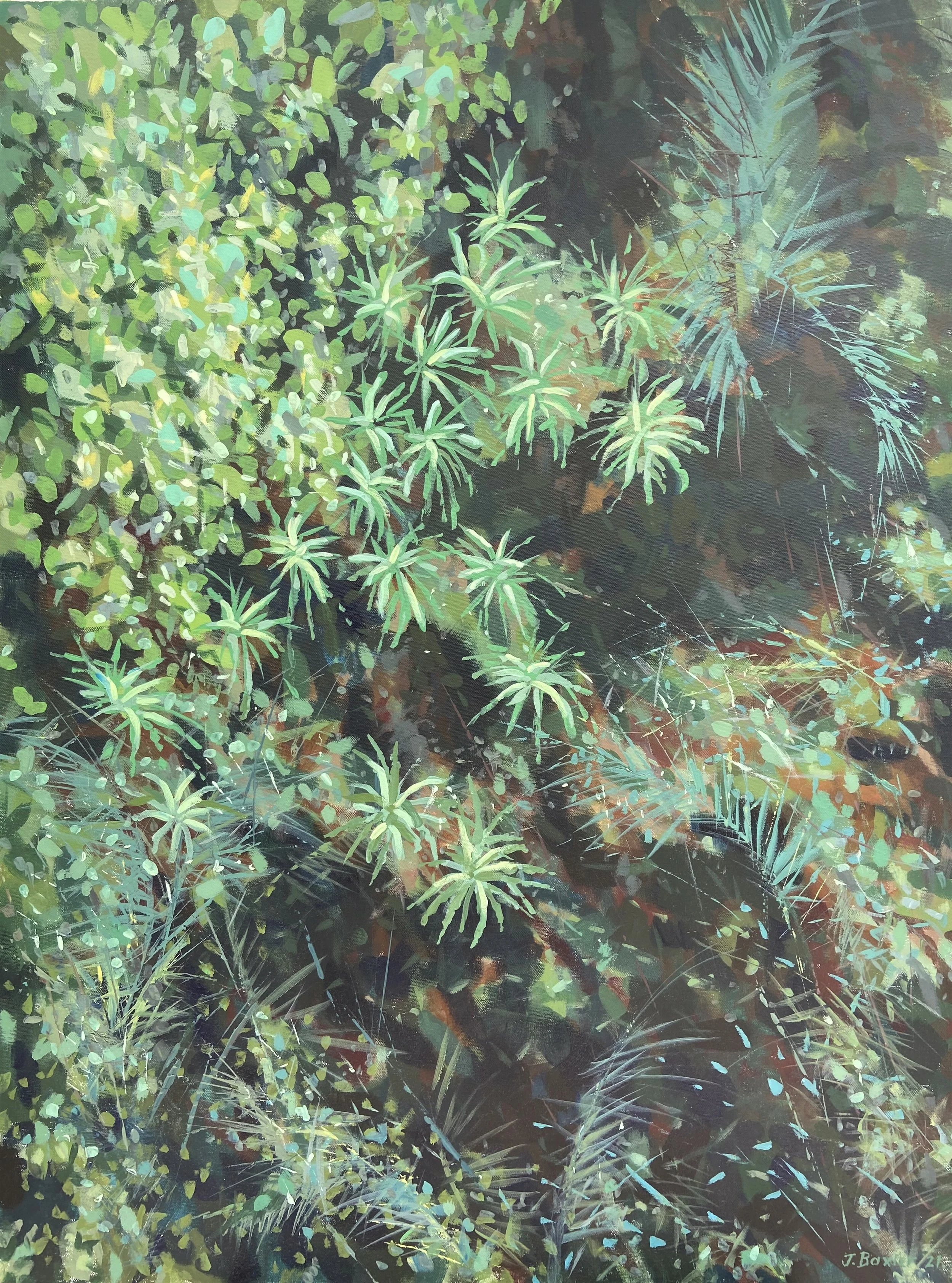 John Baxter Daintree National Park, Treetops Walk