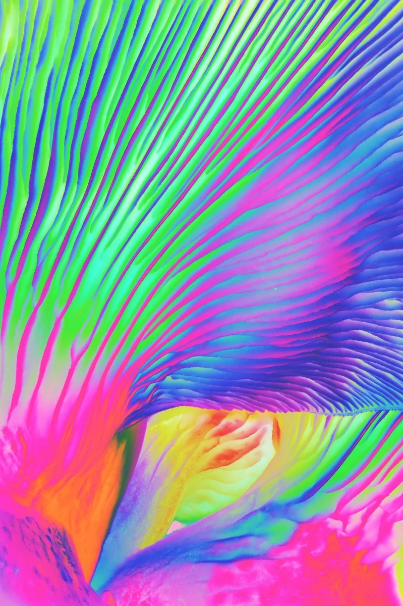 Liam Folie Pleurotus Djamor #2.jpg