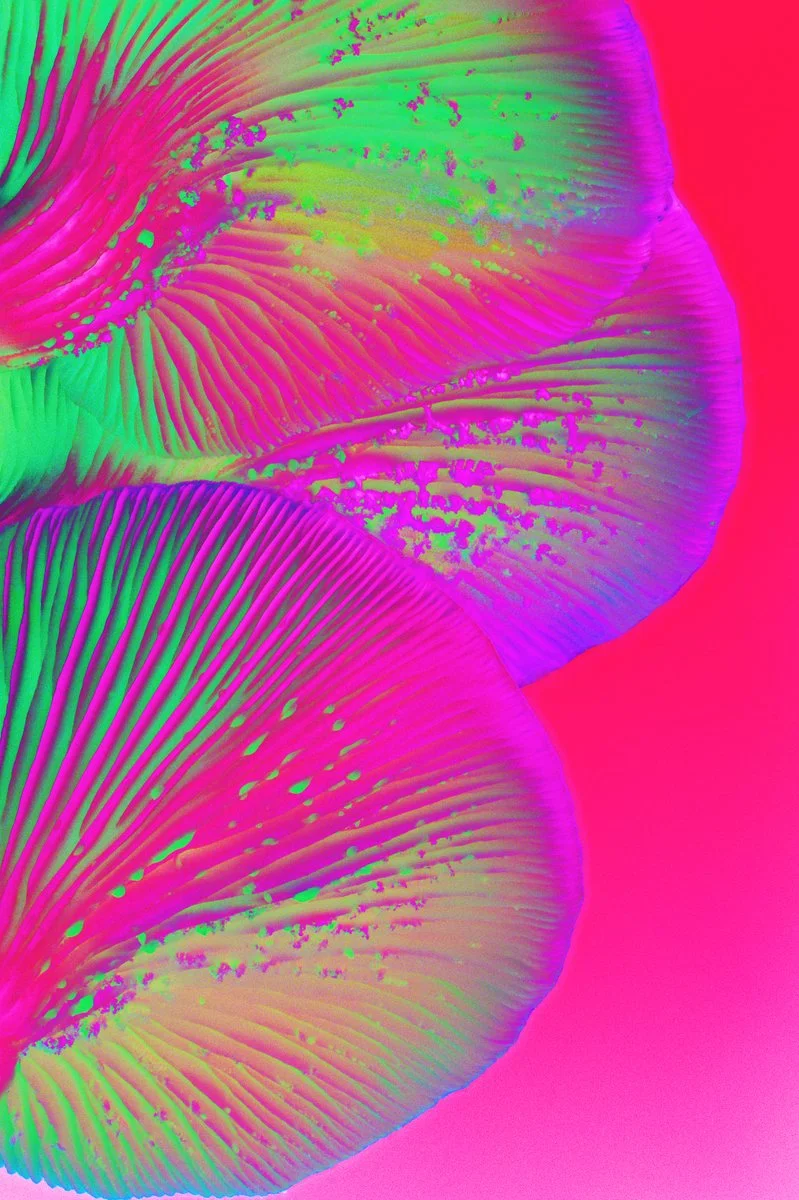 Liam Folie Pleurotus Citrinopileatus #5.jpg