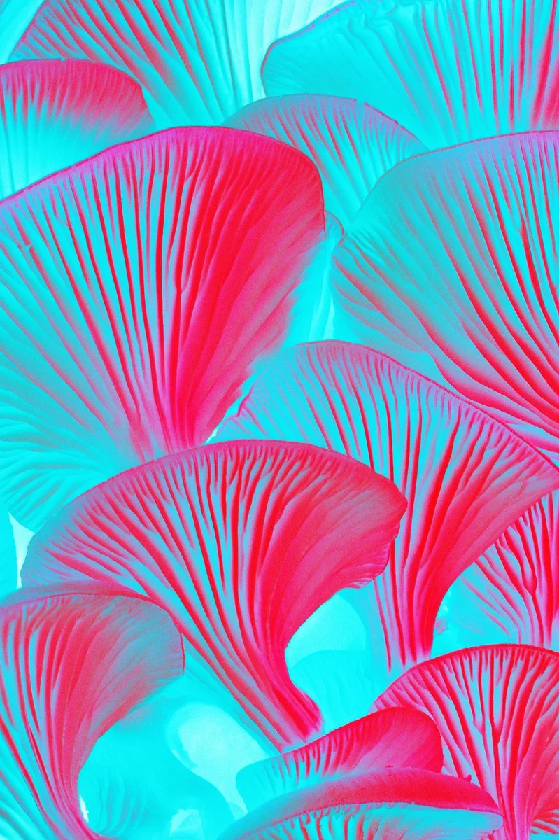 Liam Folie Pleurotus Citrinopileatus #6.jpg