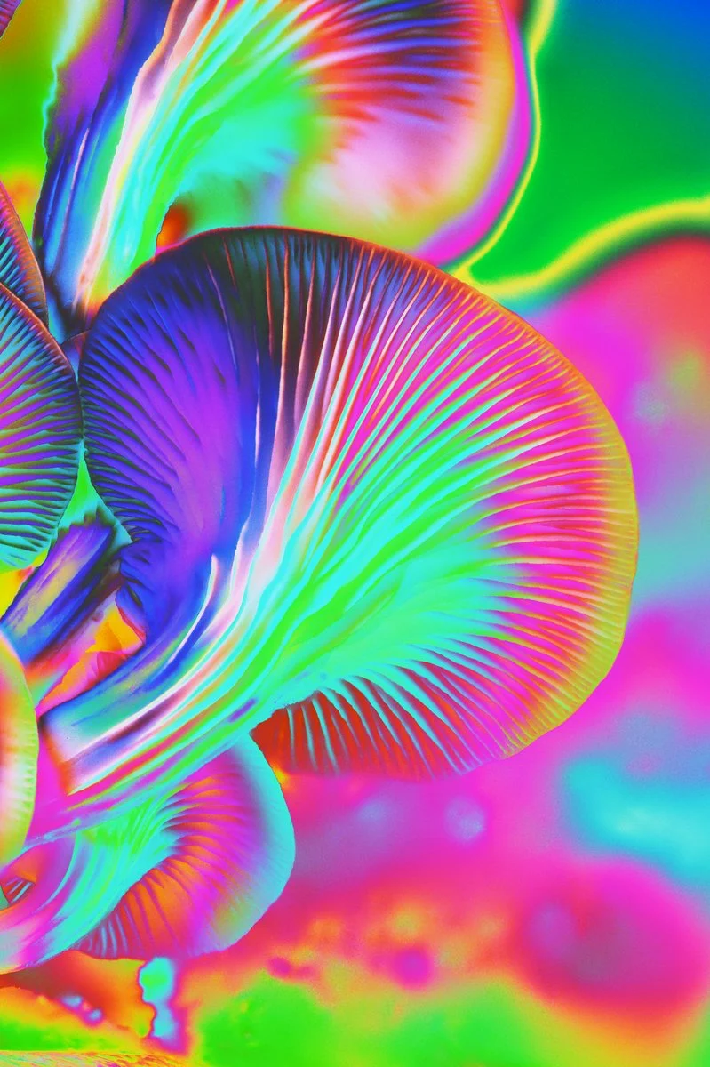 Liam Folie Pleurotus Citrinopileatus #9.jpg