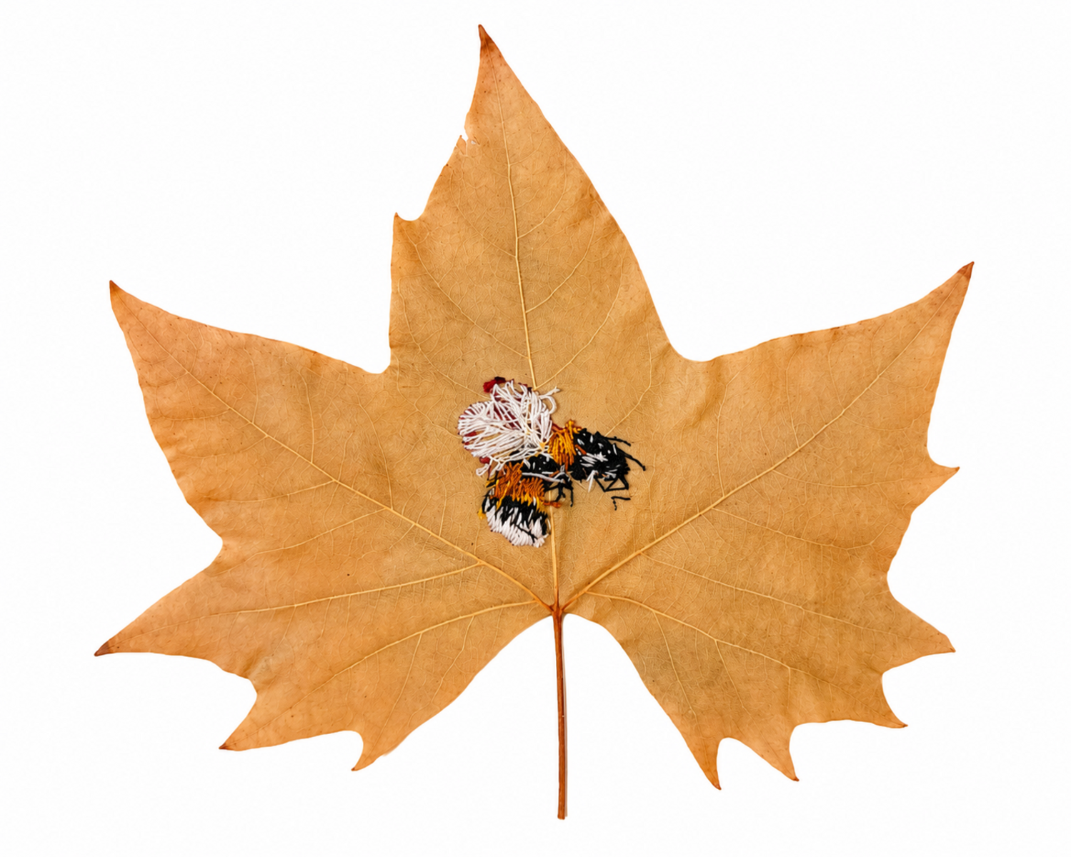 f552907c-1dab-4245-8ead-d433b4bb2a26-l (1).png