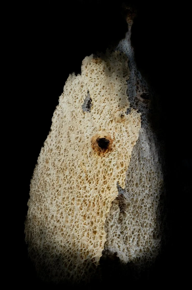 000. Nina Killham | Little Creature