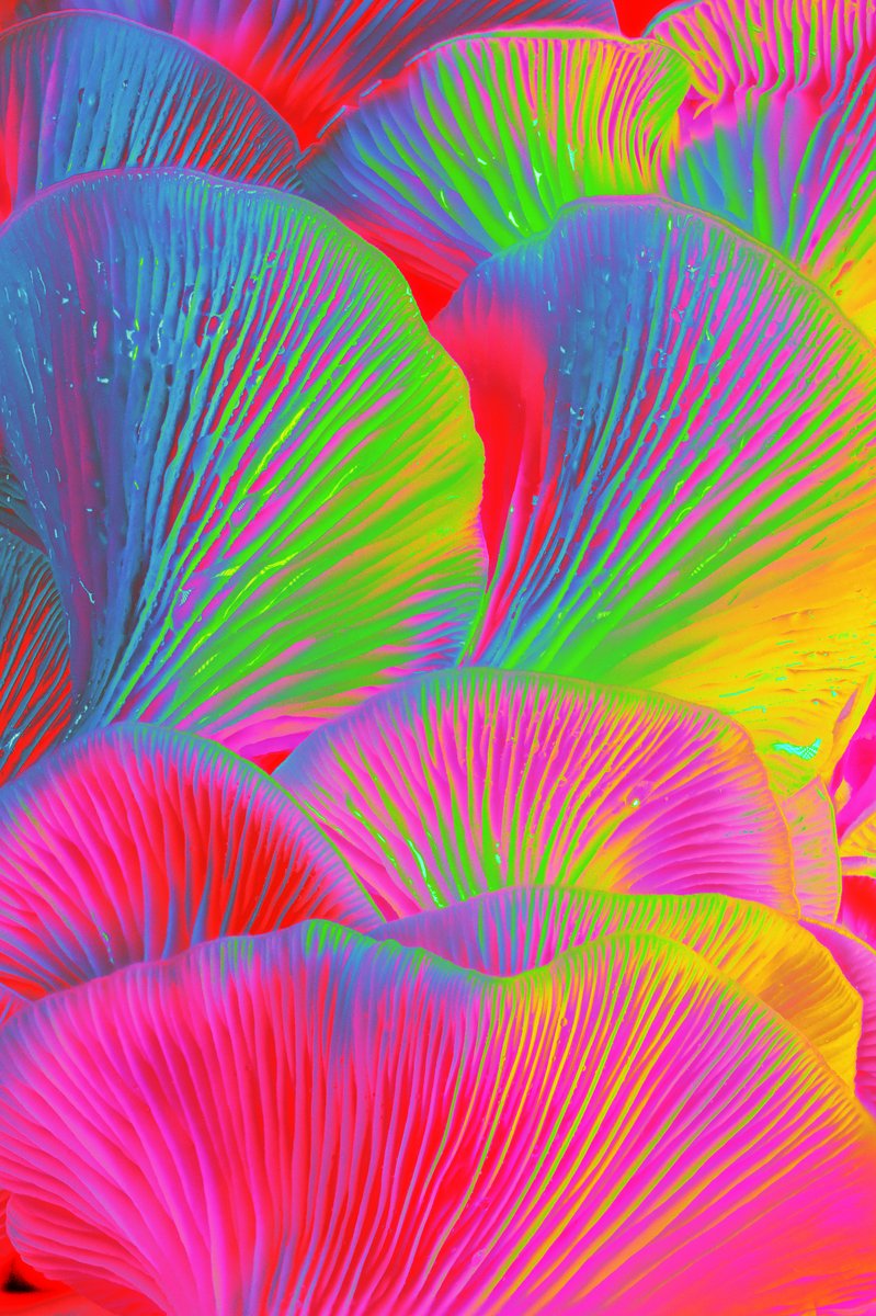 Liam Folie Pleurotus Citrinopileatus #1.jpg