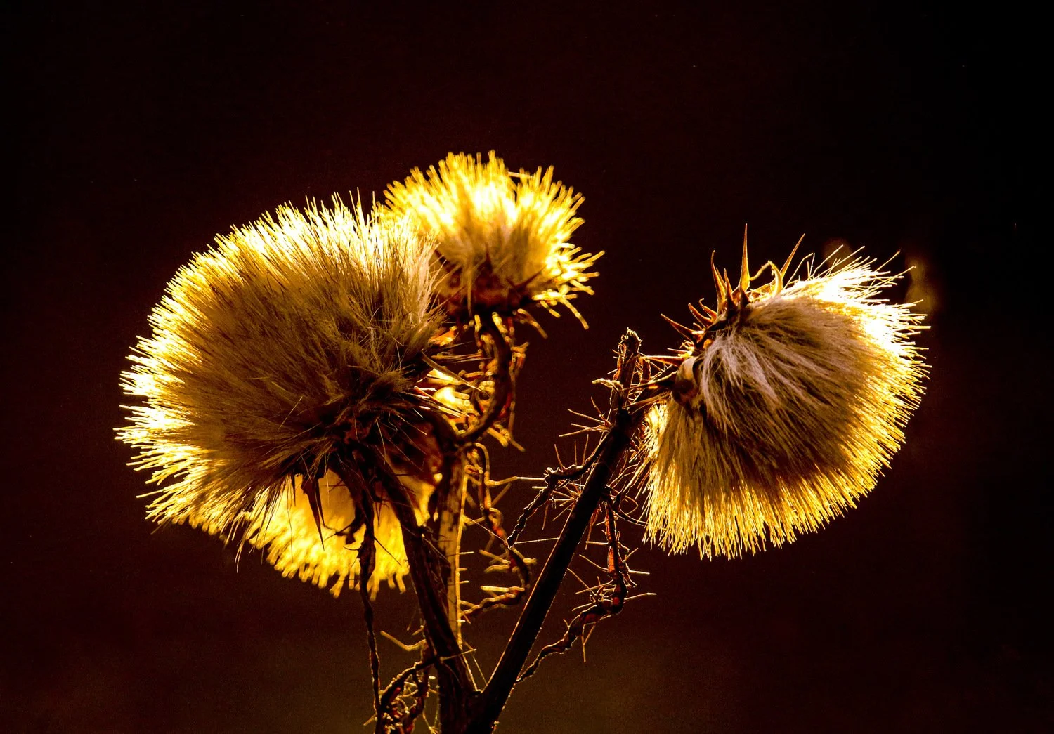 Pranay Lodhiya Awakening.jpeg