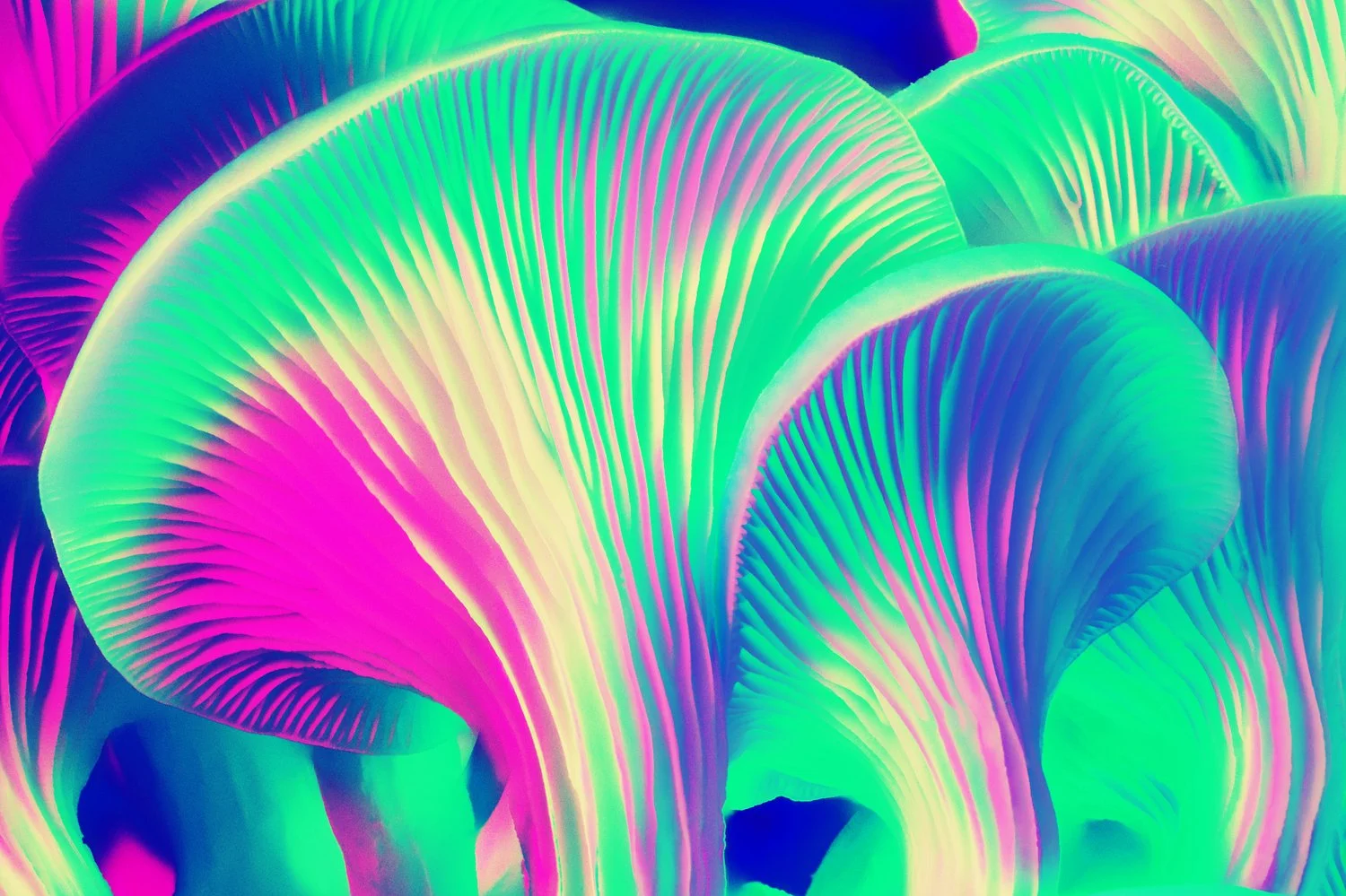 Liam Folie Pleurotus Citrinopileatus #10.jpg
