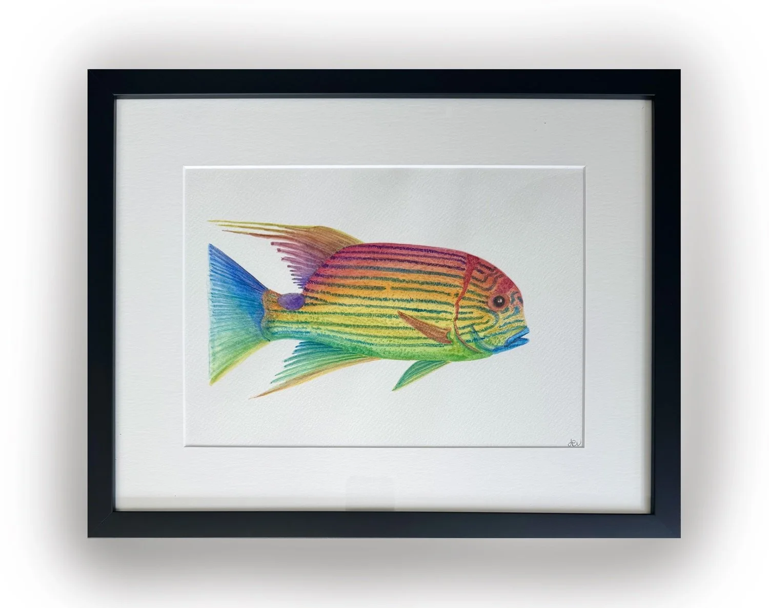 Alycia Page Wilson | Sailfin Snapper