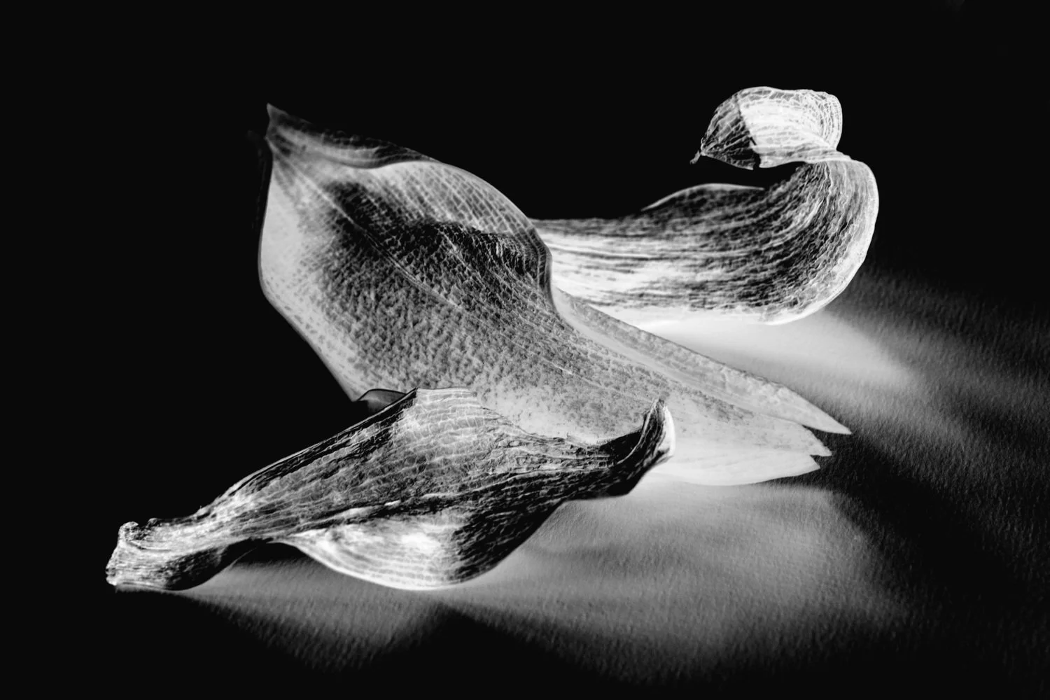 Diane Morgan | Invert