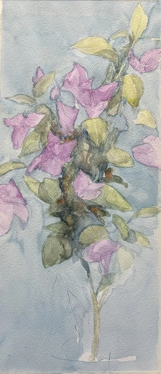 Raphael Chambers | Bougainvillea