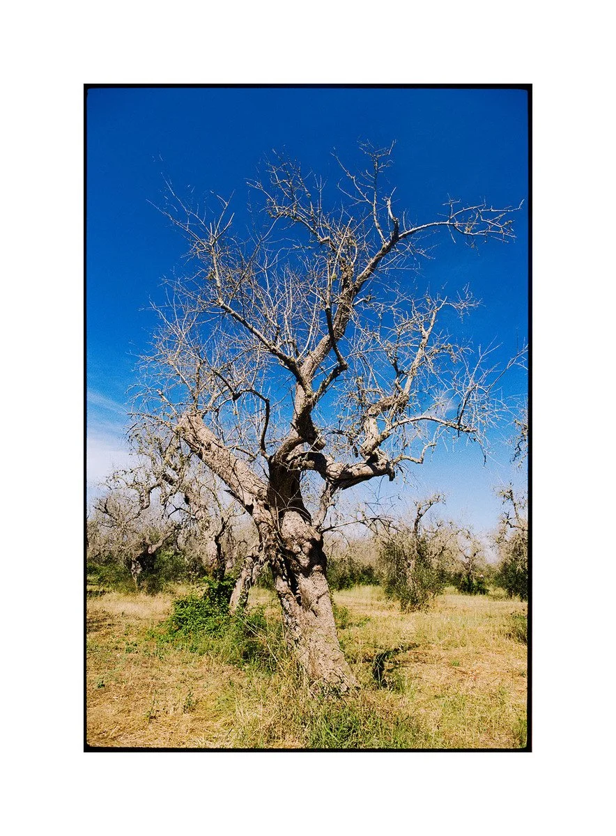 Nick Orloff | Ghost tree, 2026