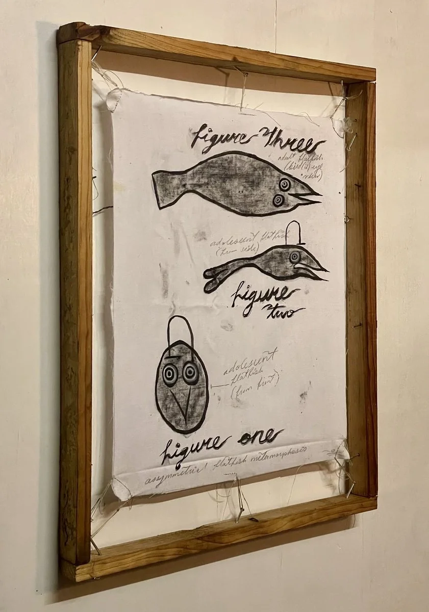 olive bly | diagram of asymmetrical flatfish metamorphosis