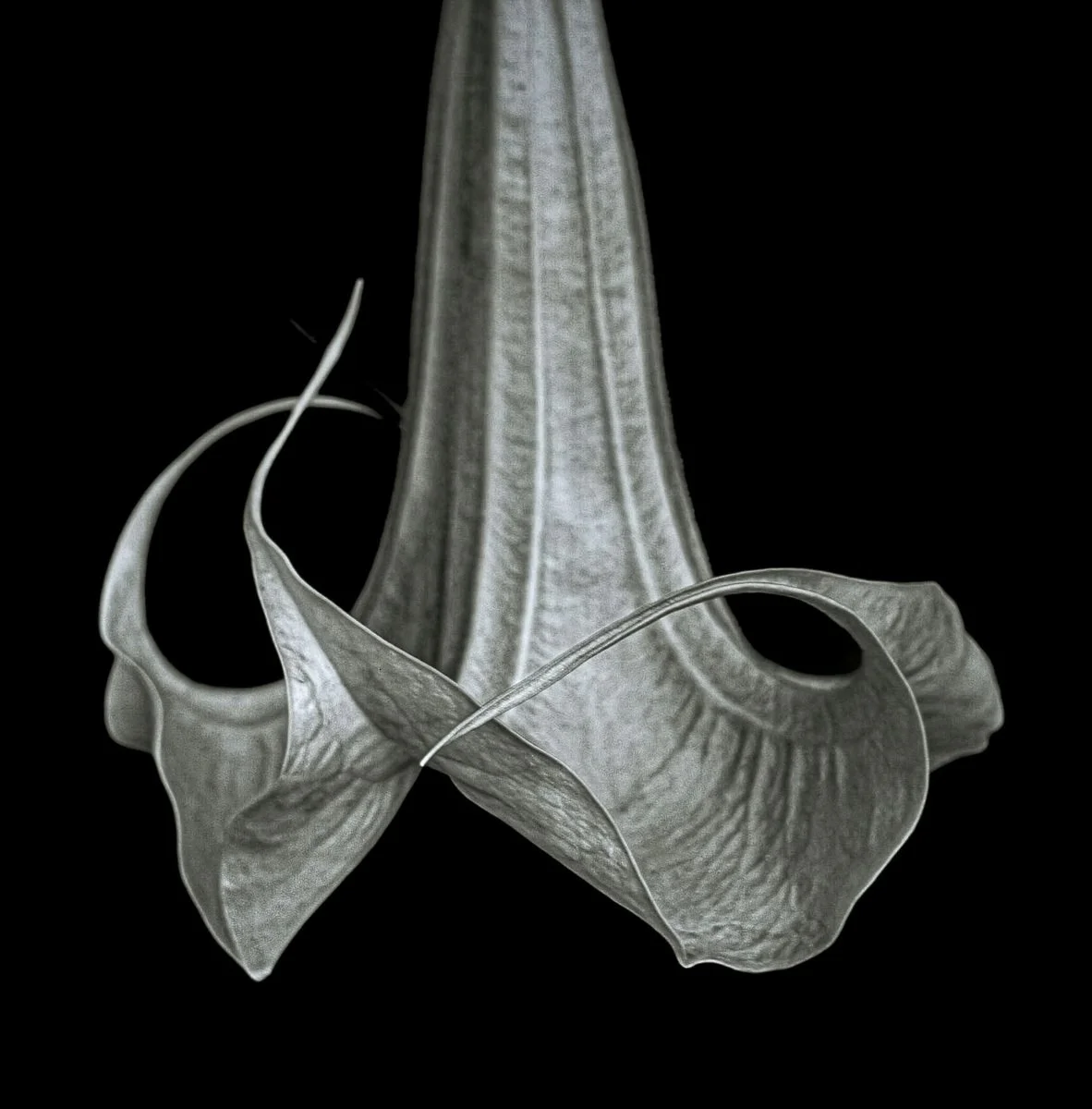Jon Rendell   Brugmansia.jpg