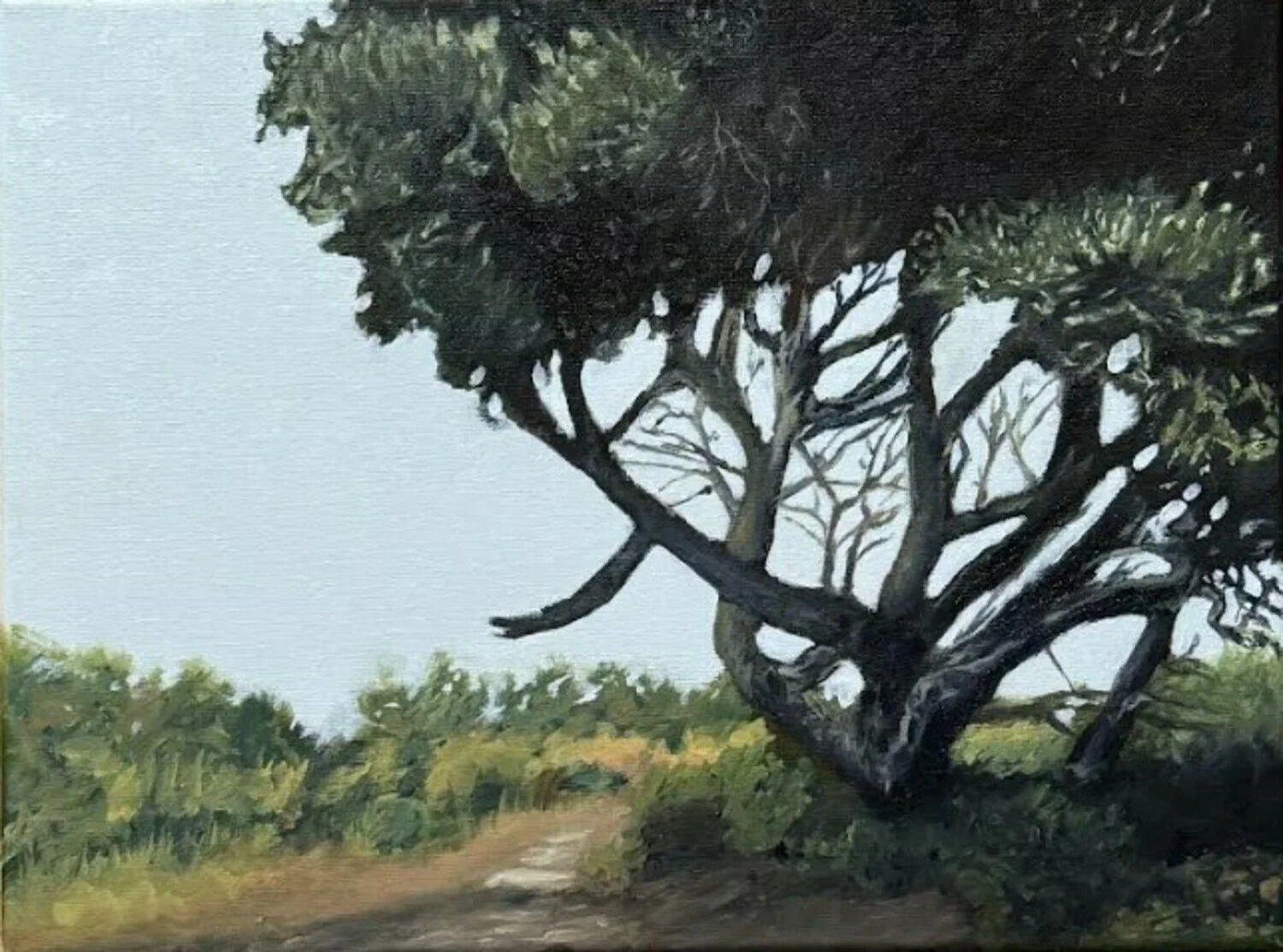 Sharat Bhat | Tree