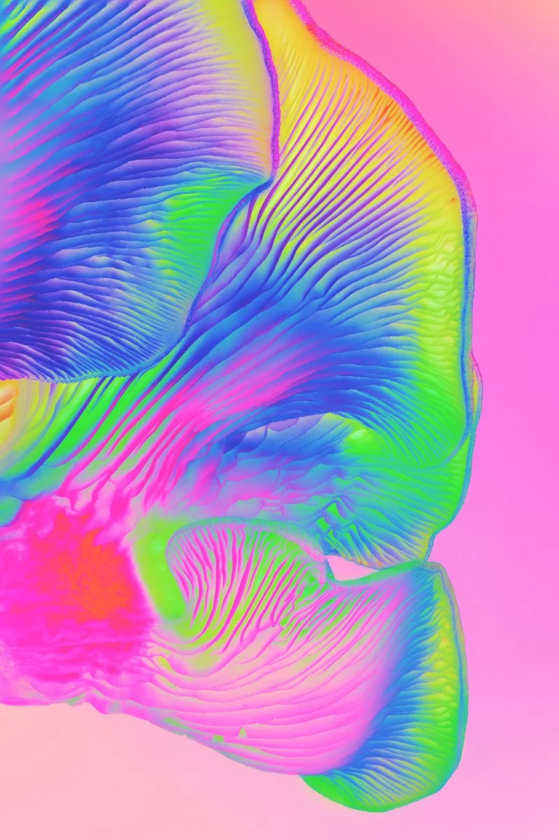 Liam Folie Pleurotus Djamor #1.jpg