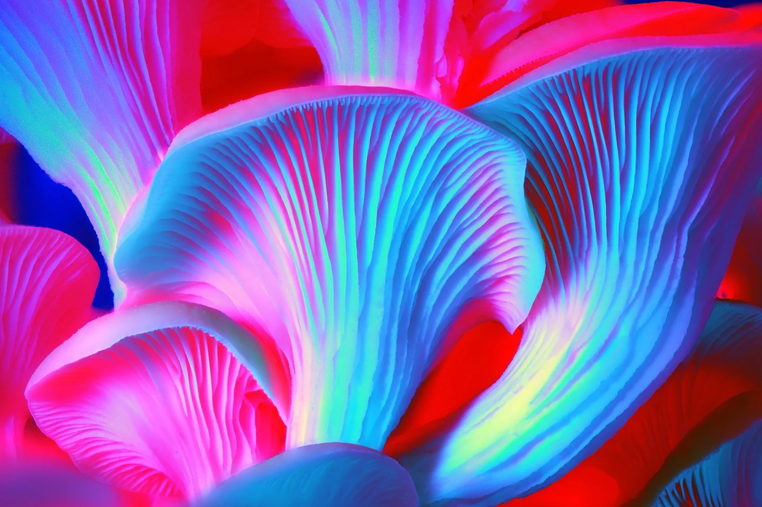 Liam Folie Pleurotus Citrinopileatus #2.jpg