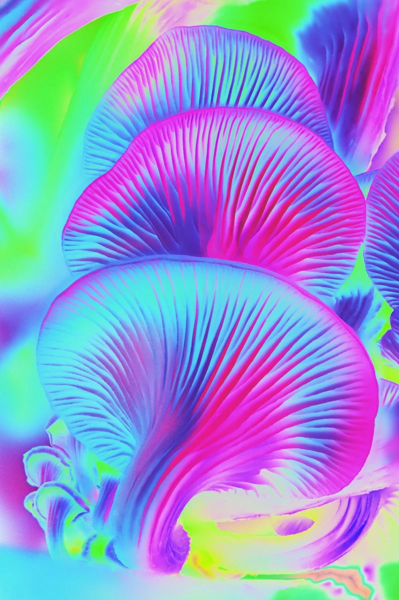 Liam Folie Pleurotus.jpg