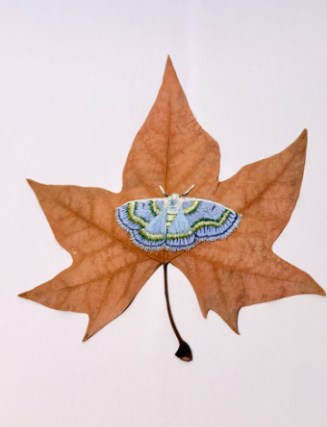 Lotaphora admirabilis moth.png