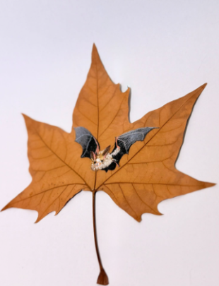 Ruby-Ngoc Nguyen Greater mouse-eared bat.png