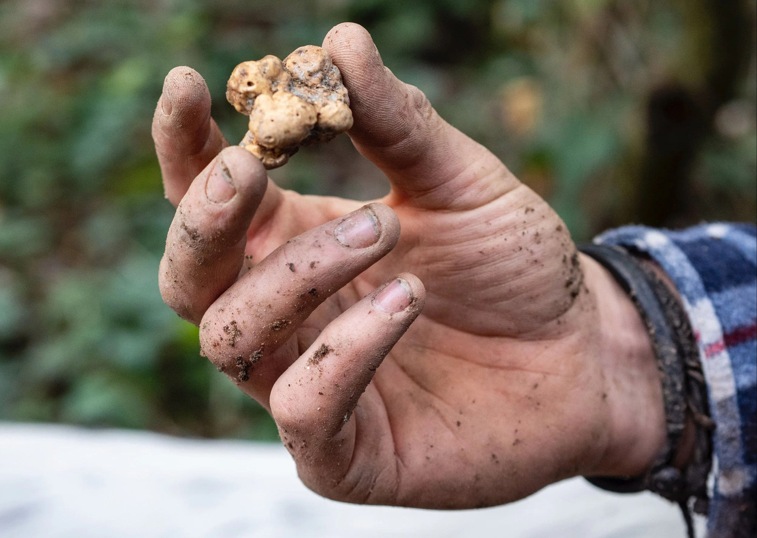 Dirty hand holding white Italian truffle