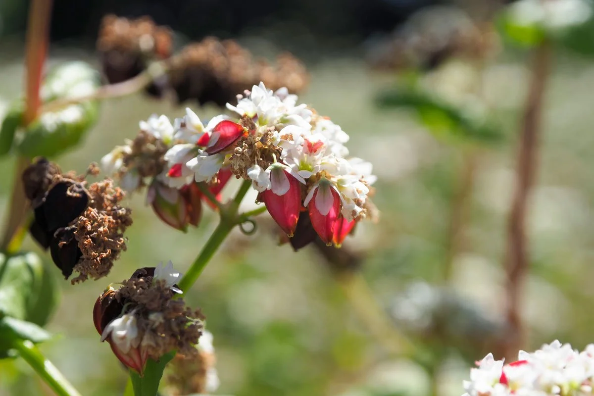 Bee on buckwheat flower