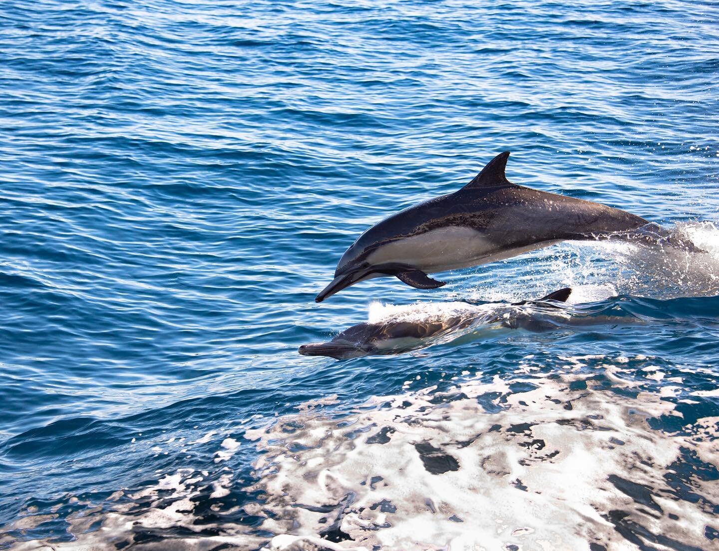 Best type of visitors - Cruises on the way to Catalina Island