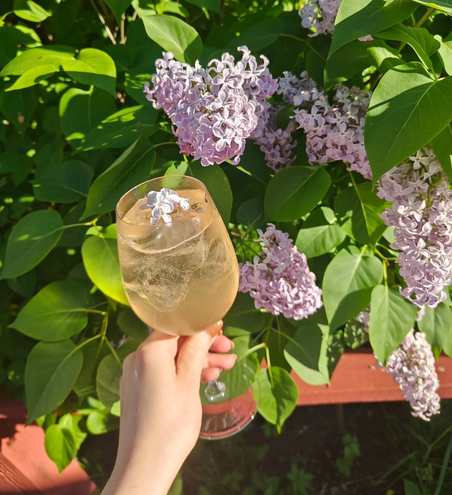 Syreenit ovat t&auml;ydess&auml; loistossa ja tehtiin teille my&ouml;s cocktail t&auml;t&auml; hy&ouml;dynt&auml;en😍
🪻Syreeni-Spritz🪻 
Pohjalla siirappi, johon uutettu syreenin kukintoa ja p&auml;&auml;lle kuohuviini&auml;.
Oletko p&auml;&auml;ssy