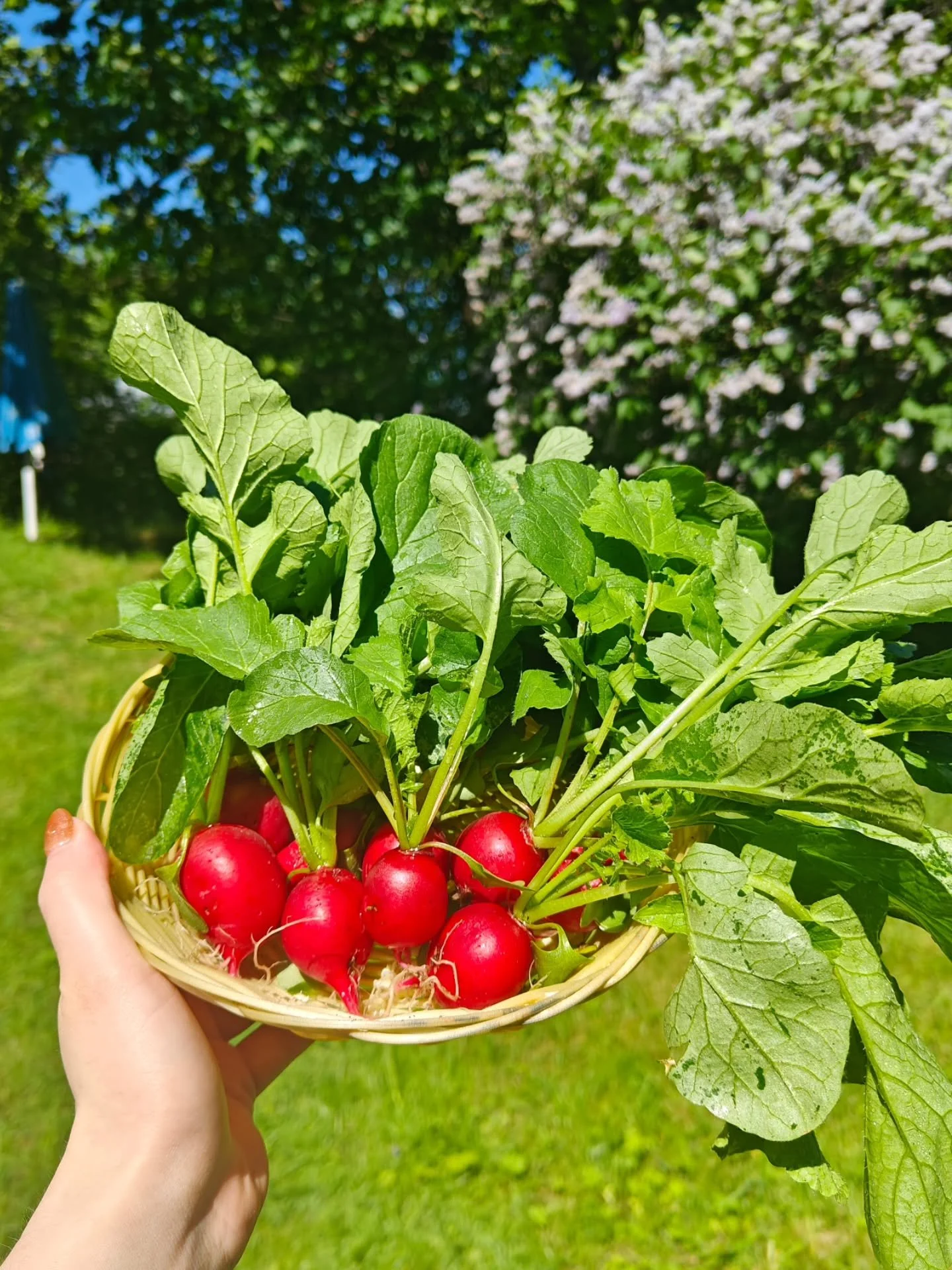 Omasta maasta lautaselle🌱 Ensimm&auml;inen pieni retiisisato on korjattu😋
P&auml;iv&auml;n kalana t&auml;n&auml;&auml;n taimenta voi-valkoviinkastikkeella🐟