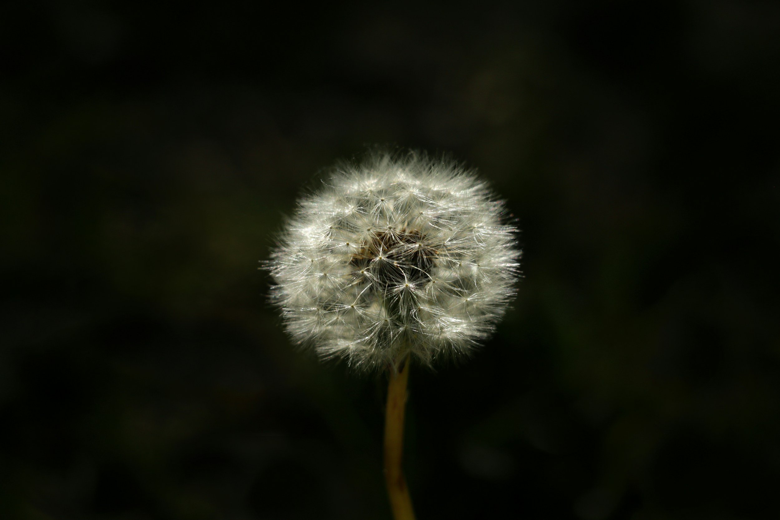 How Acupuncture Can Help with Hayfever