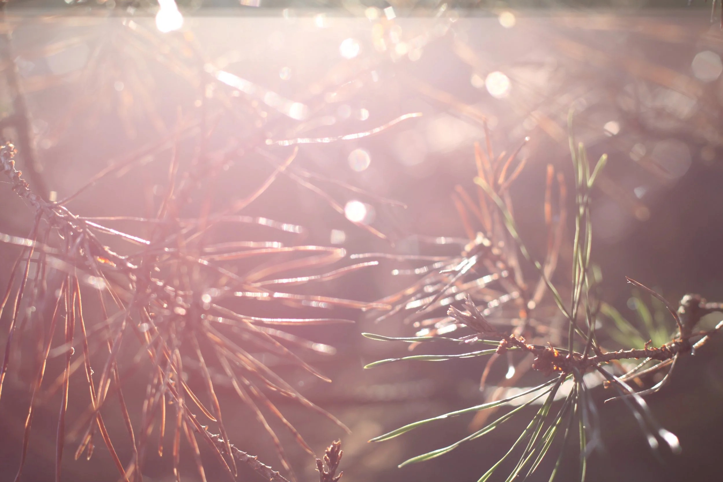 trans herbal healthcare is a fir with sunlight shining through representing hope through nature immersion