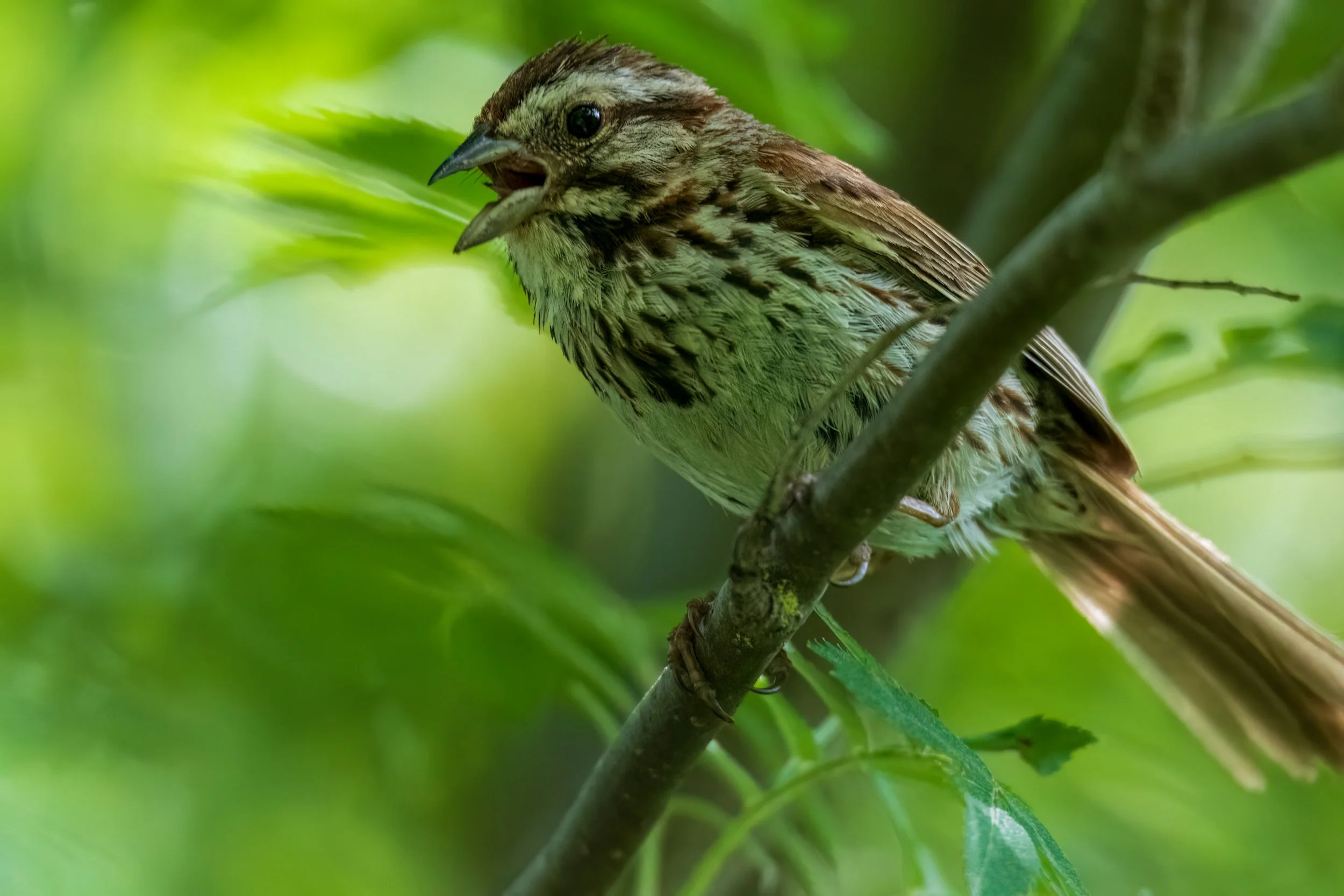 Sparrow singing on branch surrounded by green leaves