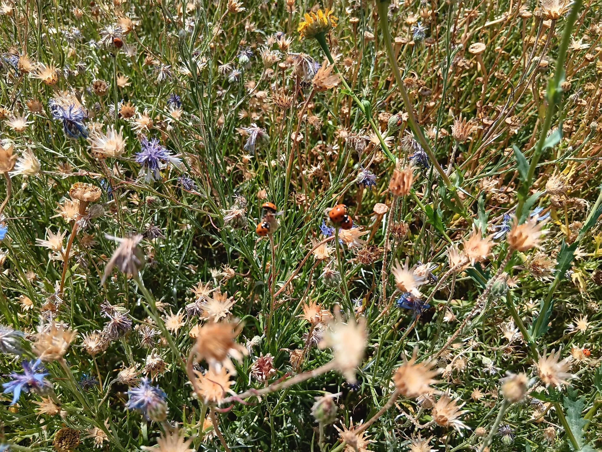 The natural world models balance beautifully. The image of wildflowers shown here represents how nature can support nervous system regulation.