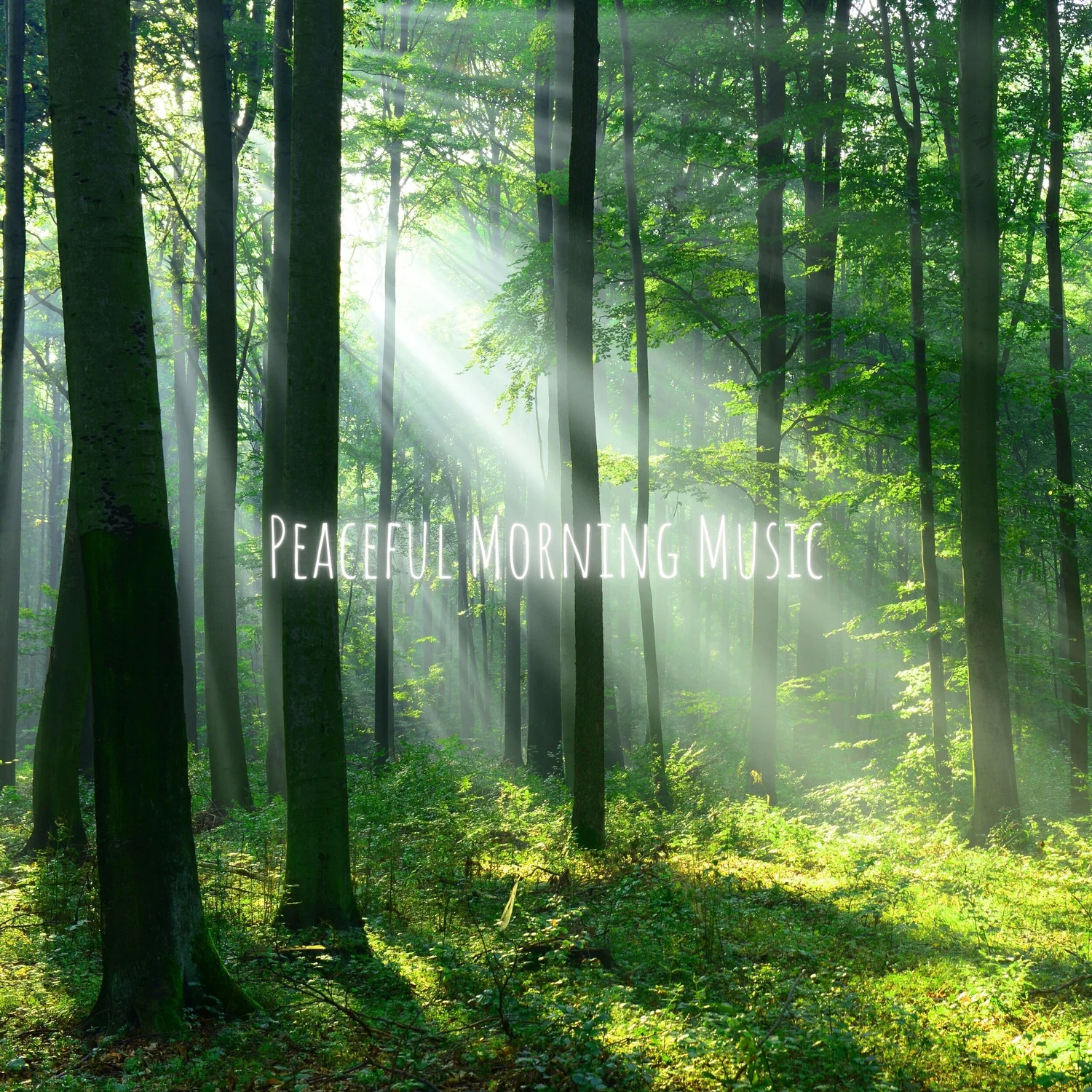 Peaceful Morning Music — Soothing Playlists