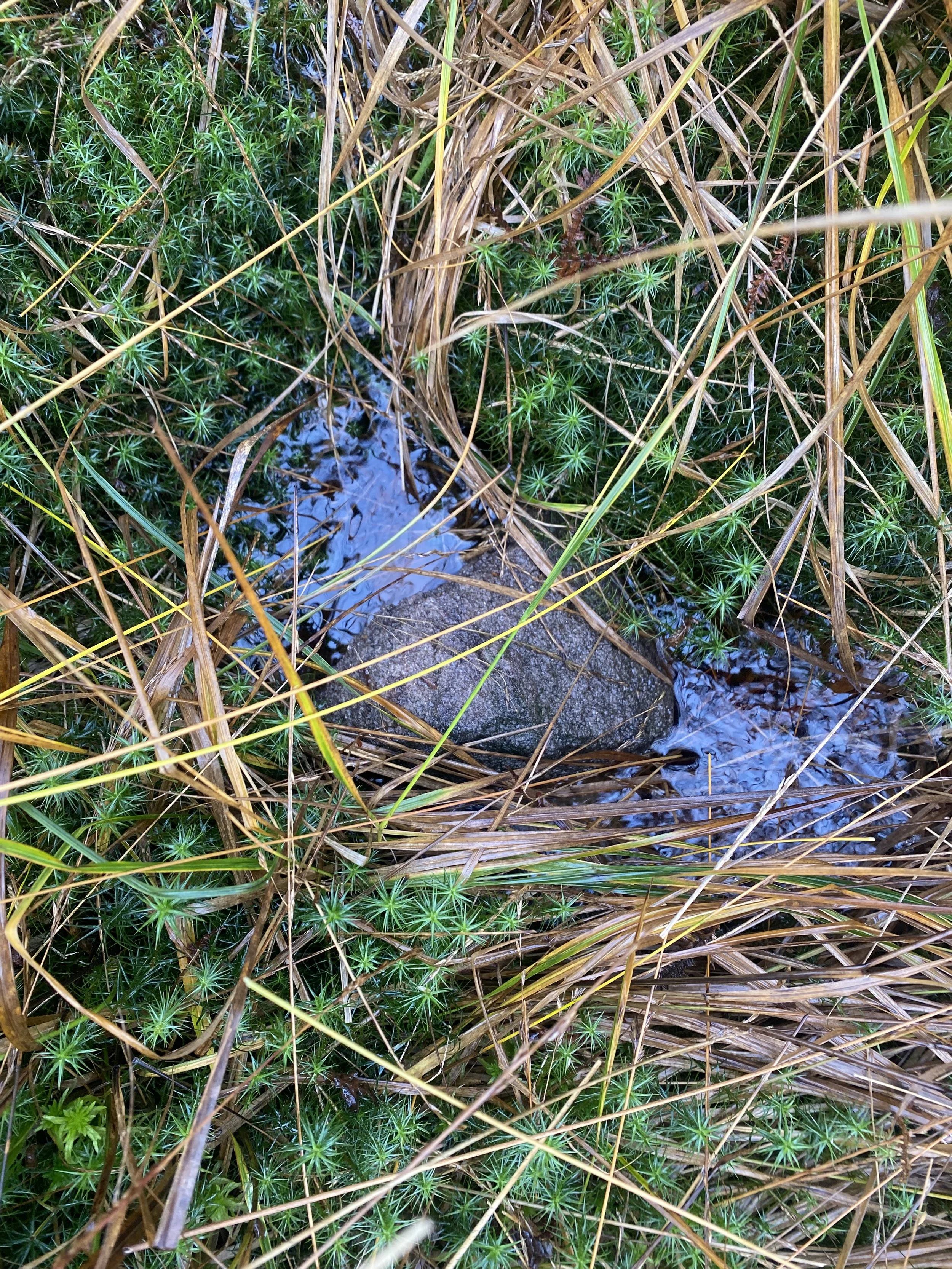 Wool sample buried in peat bog