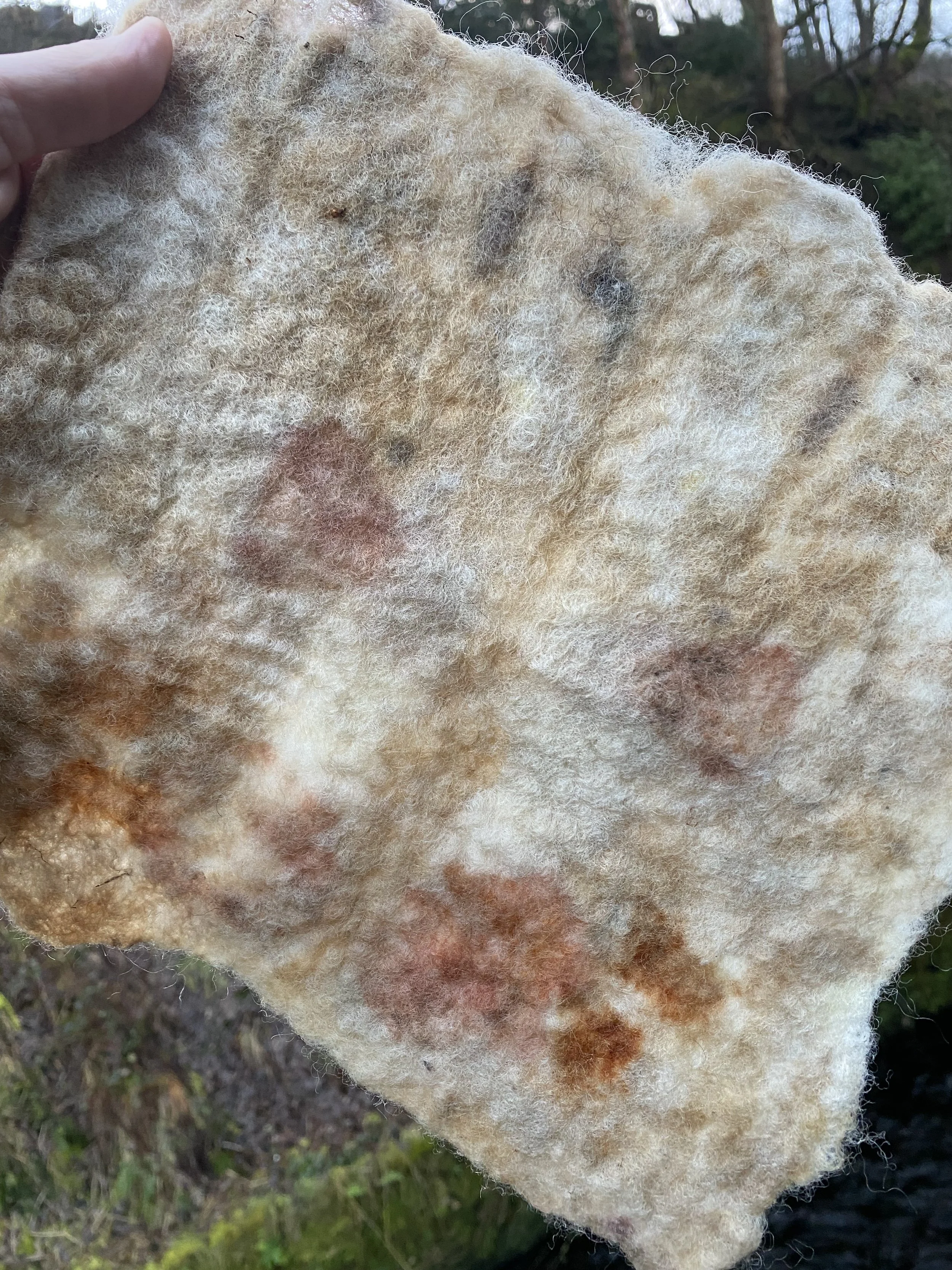 Wool sample that has been buried in woodland bundled with dyestuffs