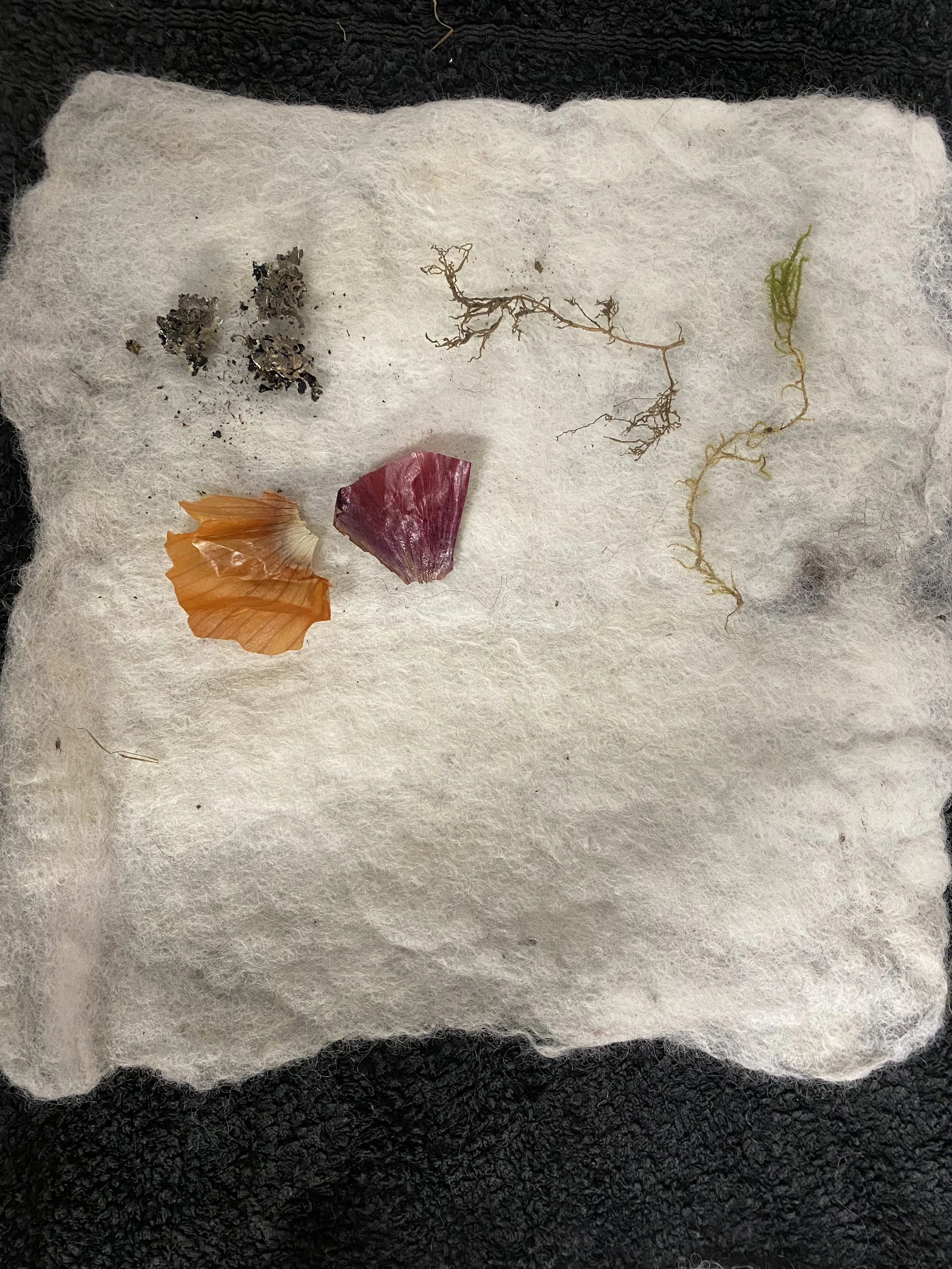 White wool felt sample with onion skins, lichen, ivy root and moss, ready to be bundled