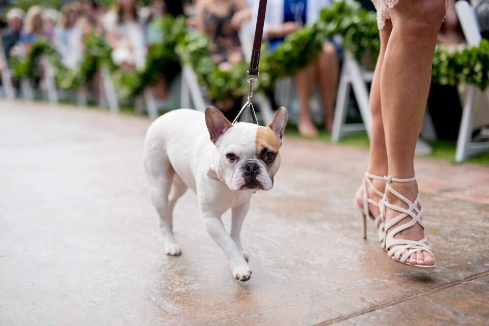 couples-who-include-their-dog-in-their-wedding-day.jpg