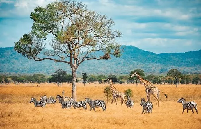 Environmental Rights in Africa: Strengthening Human Rights through Ecological Justice