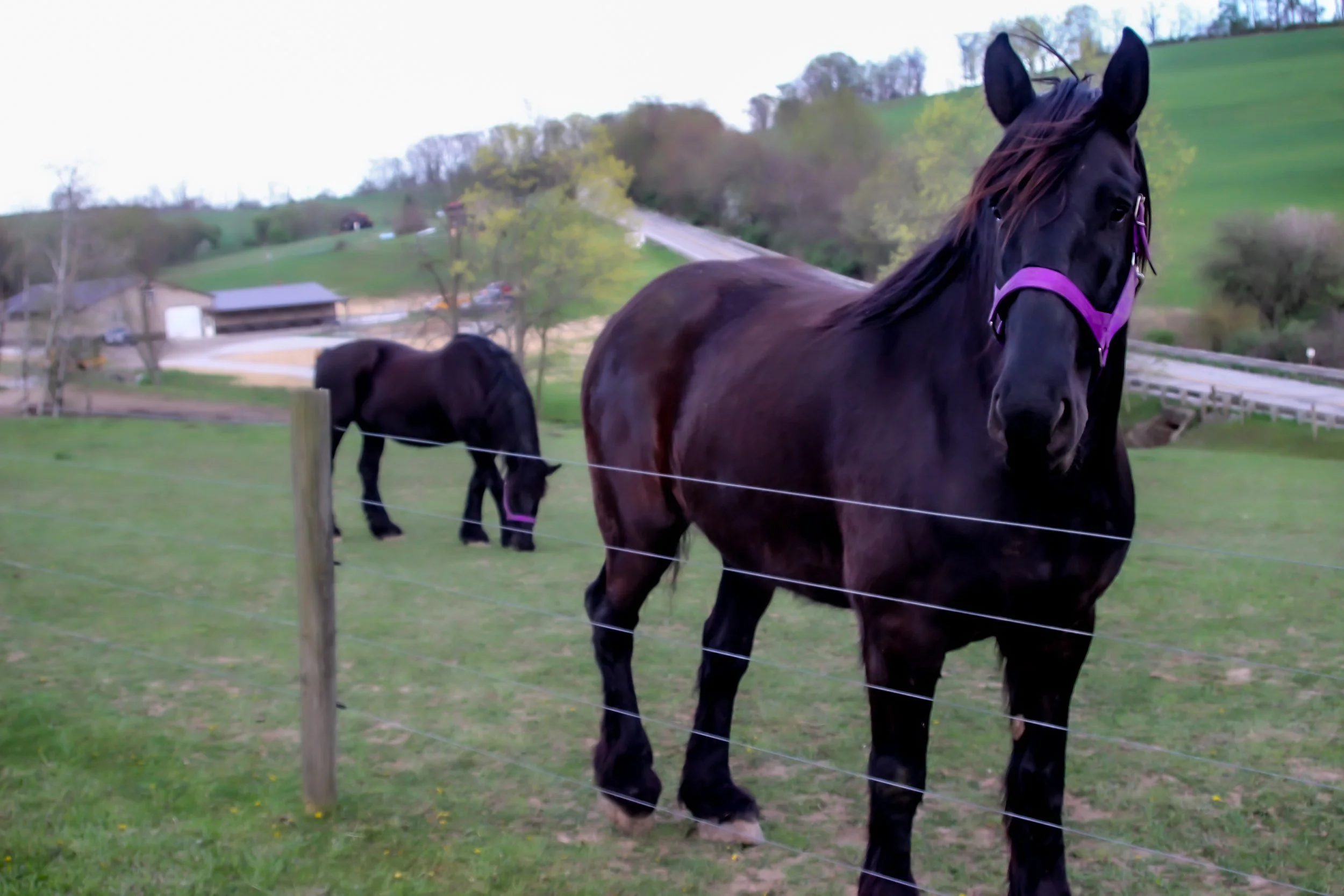horses, stress relief, anger issues, ptsd, autism, learning disabilities, equine therapy, mental health avella