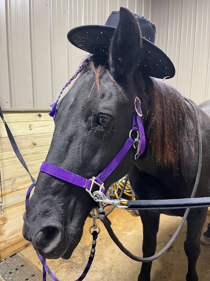 black horse in hat memories in the makin