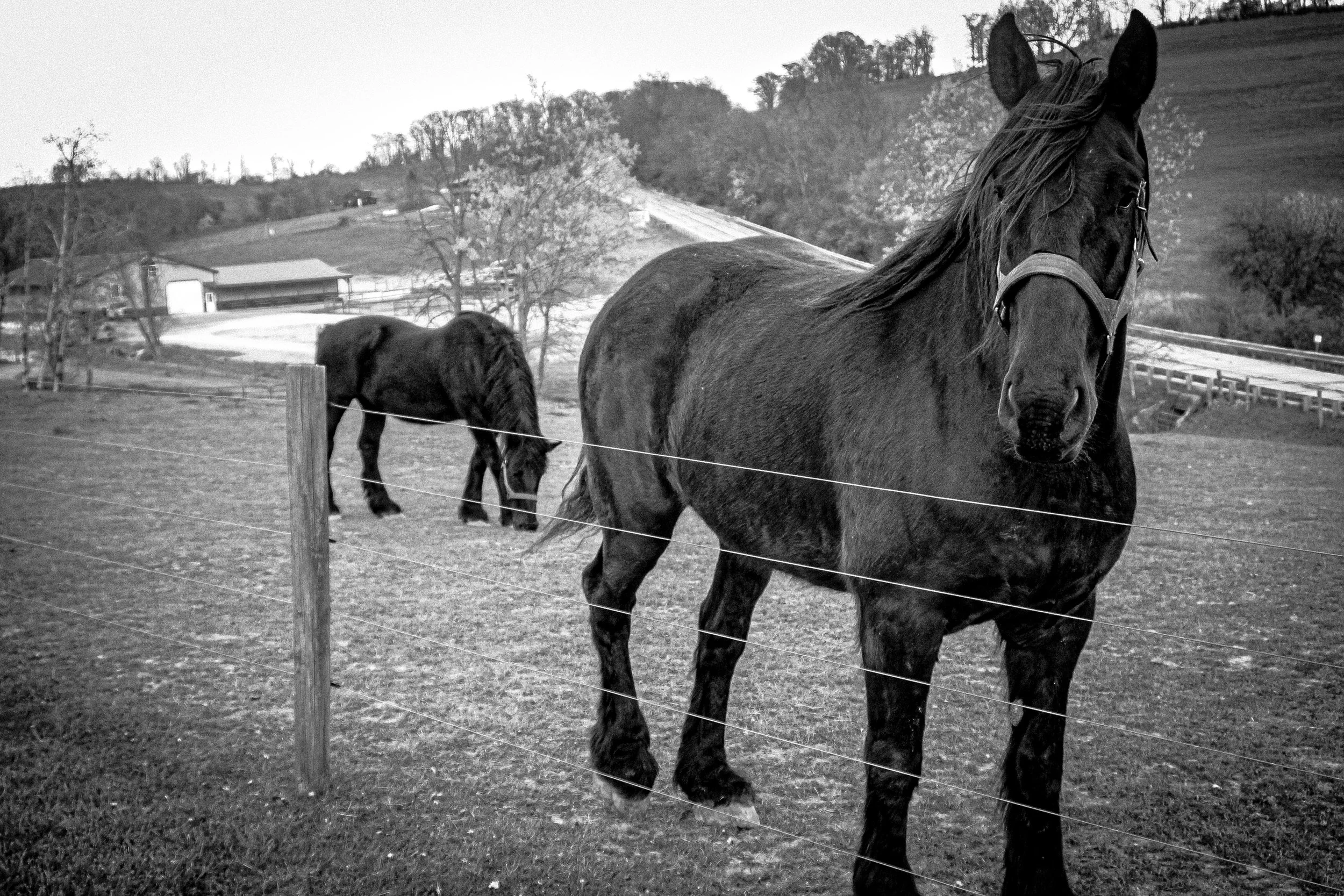 horse farm for stress relief, pain relief, improve mental health, hobby, get involved, therapy, anxiety, make friends