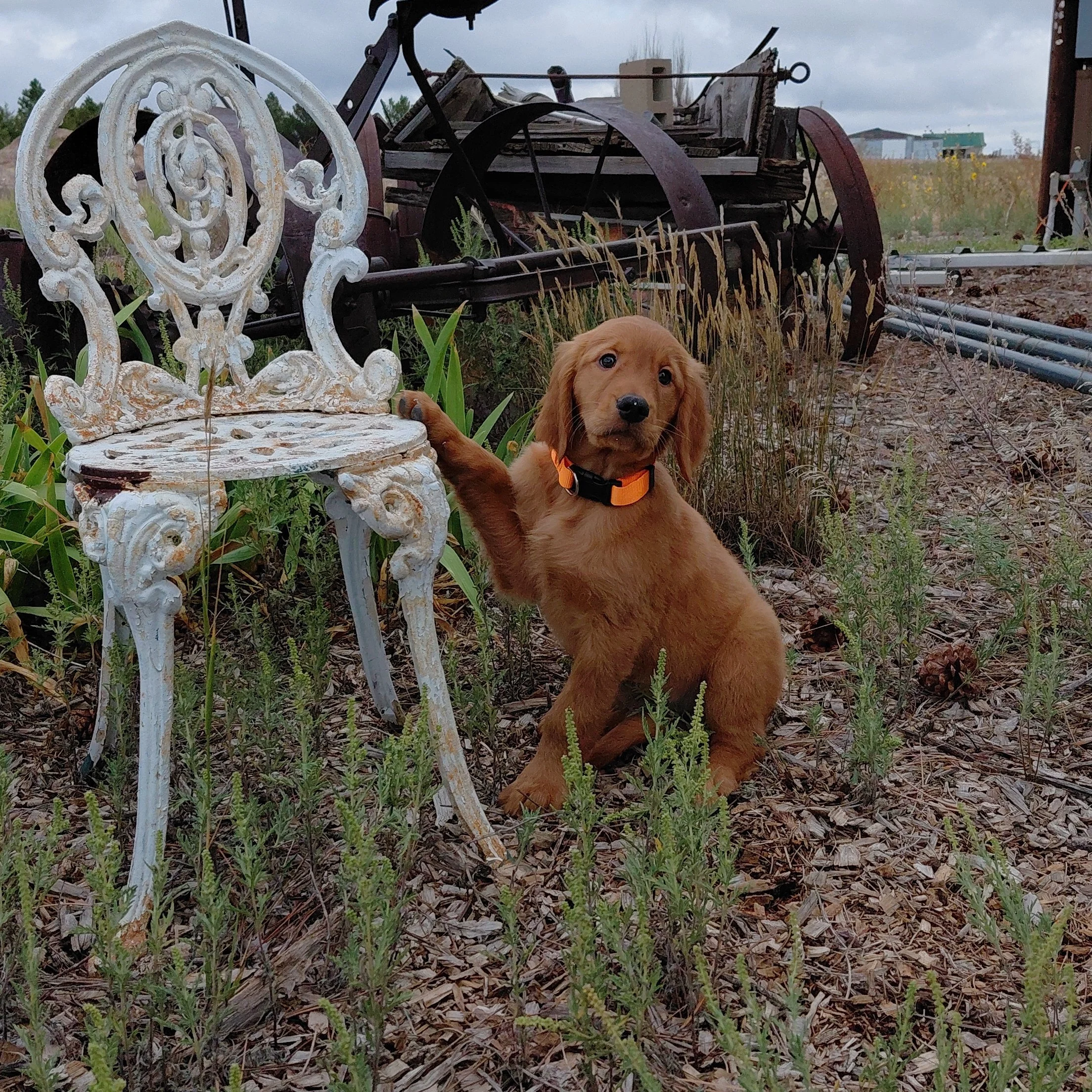 Sokka the 9 week old Golden Retriever puppy rests his paw a white metal antique chair with antique farm equipment behind him.