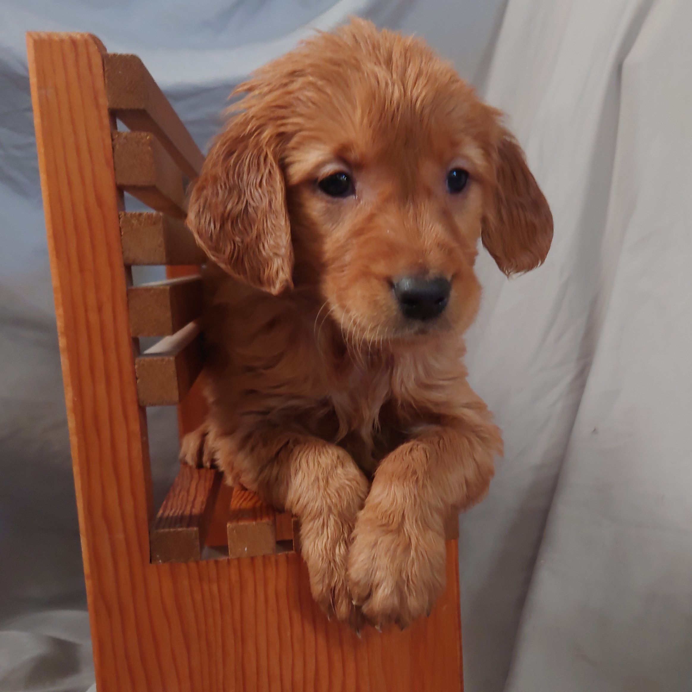 Roxi the 5 week old Golden Retriever puppy poses on a mini wooden bench.